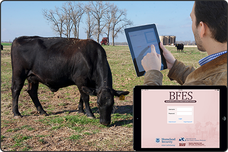 Image containing a photo of a person in a cattle pasture clicking an iPad tablet to fill out an animal assessment. Also shown is the BFES application login screen.